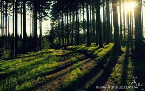 تصاویری شگفت انگیز از جنگل های آمازون