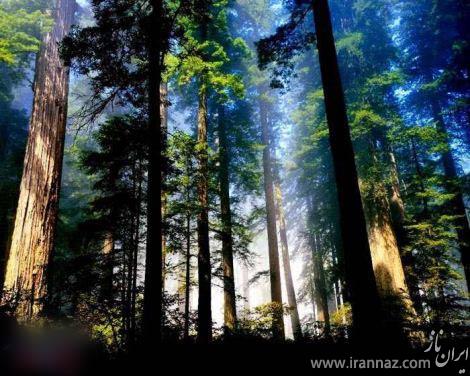تصاویری شگفت انگیز از جنگل های آمازون