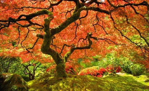 تصاویر جذاب و دیدنی از فصل زیبای پاییز