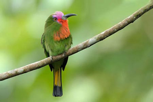 تصاویر بسیار زیبا از پرندگان رنگارنگ