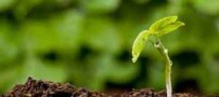 داستان کوتاه و زیبای آرزوی دانه