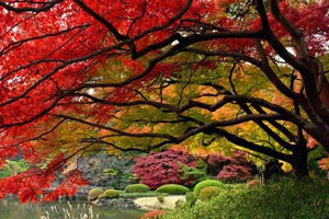 تصاویر جذاب و دیدنی از فصل زیبای پاییز