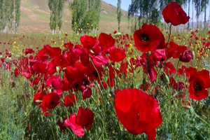 سفری به مکان های دیدنی دشت زیبای مغان (عکس)