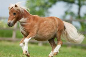 حاکم دوبی یک کره اسب 3 میلیون دلاری خرید! (عکس)