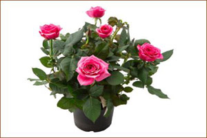 نحوه پرورش و نگهداری گل رز در گلدان