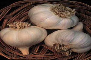 چند نکته دانستنی در استفاده از سیر