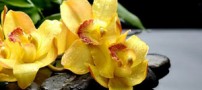 عکس هایی از زیباترین گل ها در طبیعت