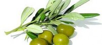 خاصیتی جالب از زیتون که نمی دانید