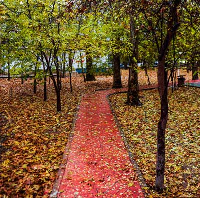 شگفتی های فصل پاییز در طبیعت تهران