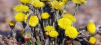 آشنایی با خواص گیاه علف سرفه