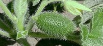 آشنایی با خیار وحشی و خواص آن