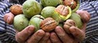 3 روش برای پاک کردن لکه گردو از روی دست