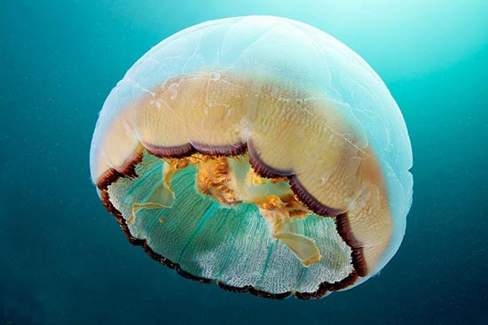 تصویری جذاب از عروس دریایی زیر آب