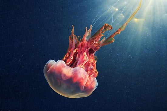 تصویری جذاب از عروس دریایی زیر آب