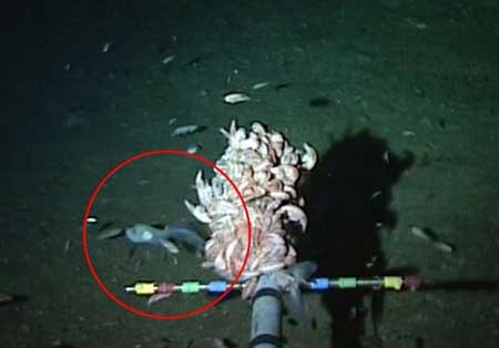 کشف نوعی ماهی در اعماق اقیانوس آرام (عکس)