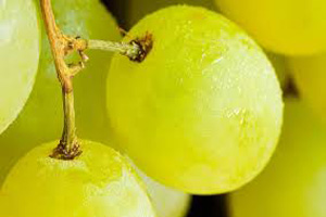 خاصیت روغن دانه انگور برای بدن