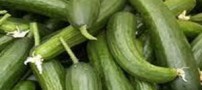 خیار از این سرطان جلوگیری می کند