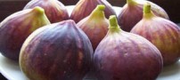 انجیر و چندین خاصیت بی نظیر آن