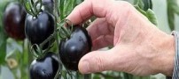 پرورش گوجه فرنگی به رنگ سیاه (عکس)