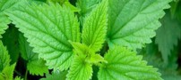 معجزه گیاه گزنه در رویش مجدد موها