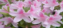 آموزش پروش گیاه آزالیای هندی