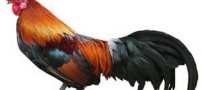 تعبیر و معنای خروس به خواب دیدن