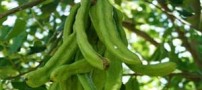 آشنایی با گیاه خرنوب و خواص آن