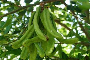 آشنایی با گیاه خرنوب و خواص آن