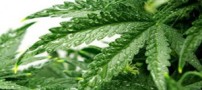 چندین دلیل برای مصرف گیاه شاهدانه