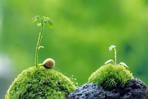 جملات کوتاه و پندآموز از فردوسی