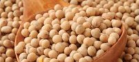 دانه سویا و خاصیت های بی نظیر آن
