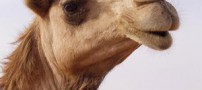 تولید لباس ورزشی برای شترها (عکس)