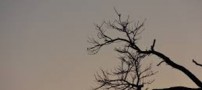 داستان زیبای زندگی شاخه و برگ