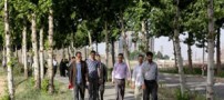 تأثیرات مثبت پیاده روی گروهی