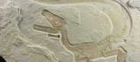 آنچه می خواهید درباره فسیل ها بدانید
