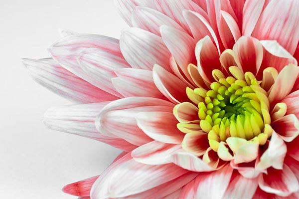عکس هایی بسیار زیبا از گل های رنگارنگ