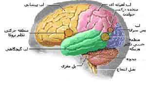 دانستنی های جالب مغز