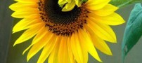 آشنایی با تصفیه کننده های مناسب در خانه