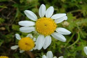 استفاده از گیاه بابونه برای رفع مشکلات پوستی