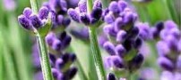 اسطوخدوس چه خواصی دارد