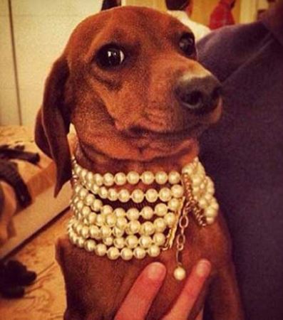 پولدارترین سگ های اینستاگرام (تصاویر)