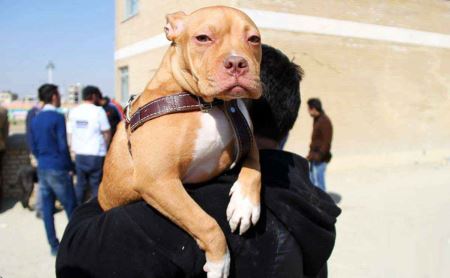 عکس های از جشنواره سگ های وحشی در اصفهان