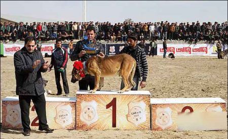 عکس های از جشنواره سگ های وحشی در اصفهان