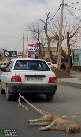 انتشار تصویر دلخراش از یک سگ در جاده مشهد (عکس) انتشار تصویر دلخراش از یک سگ در جاده مشهد (عکس)