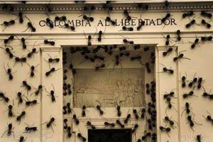 حمله مورچه ها به کاخ رئیس جمهور (عکس)