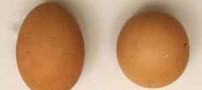 تخم مرغی که 2/5 میلیون تومان ارزش دارد! عکس