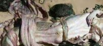 ماجرای پر سر و صدای پری دریایی در ساحل چابهار (عکس)