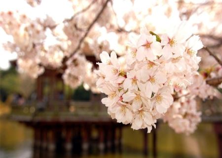 عکس های زیبا و دیدنی از طبیعت بهاری