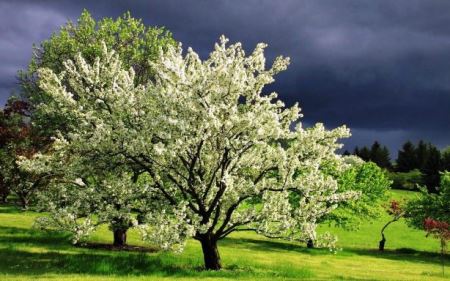 عکس های زیبا و دیدنی از طبیعت بهاری