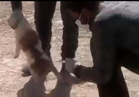 جنجال کشتار وحشیانه سگ ها با اسید در شیراز (عکس)